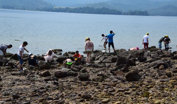 海邊抓魚 海邊抓魚